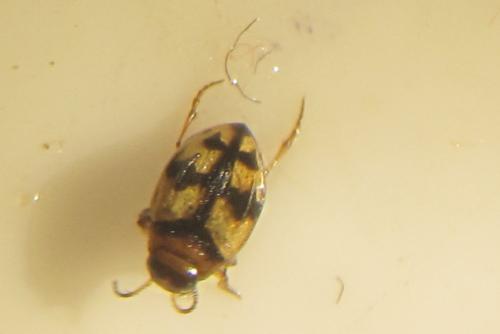 Yola bicarinata